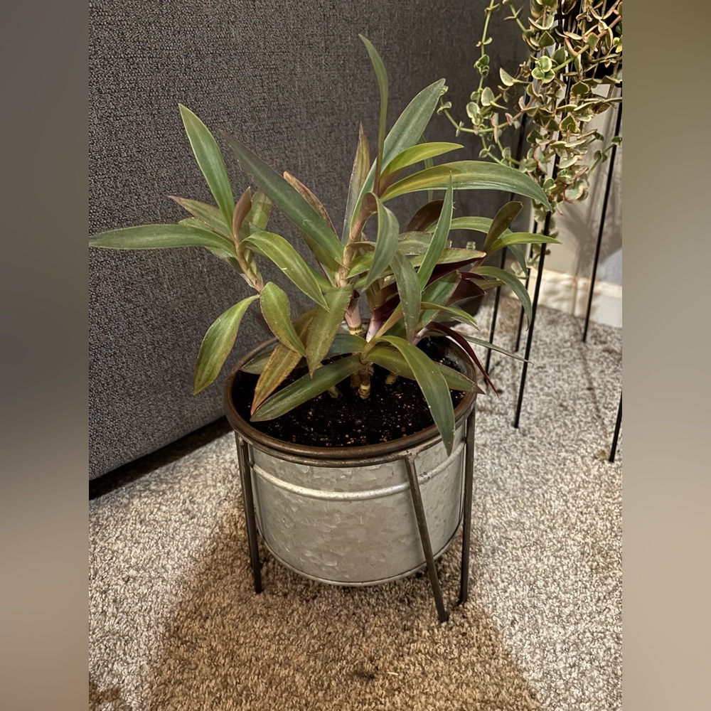 Moses-in-the-cradle (Tradescantia spathacea) Cuttings (Set of 2) - Picture 3 of 3